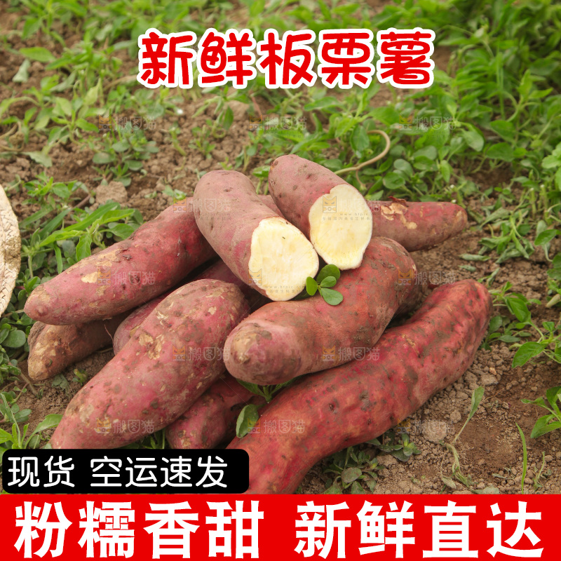 一堆白心板栗薯