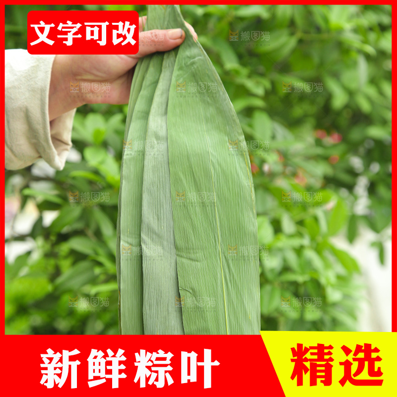 手里拿着粽叶