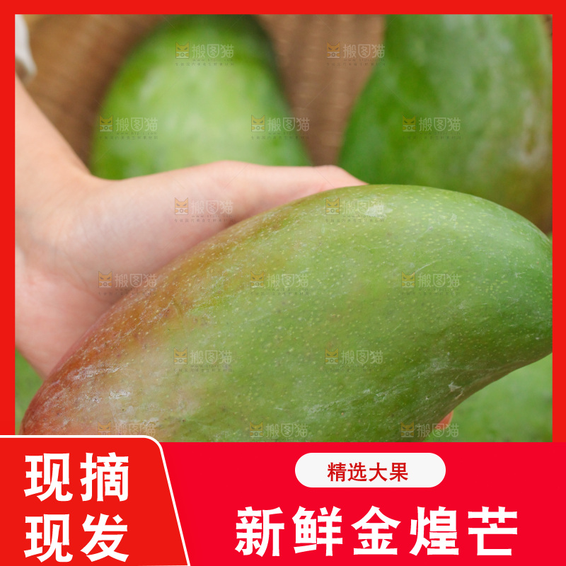 手里拿着大金煌芒