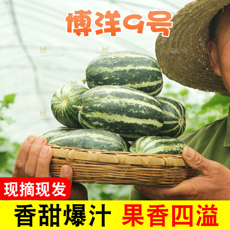 手里端着一篮博洋9号
