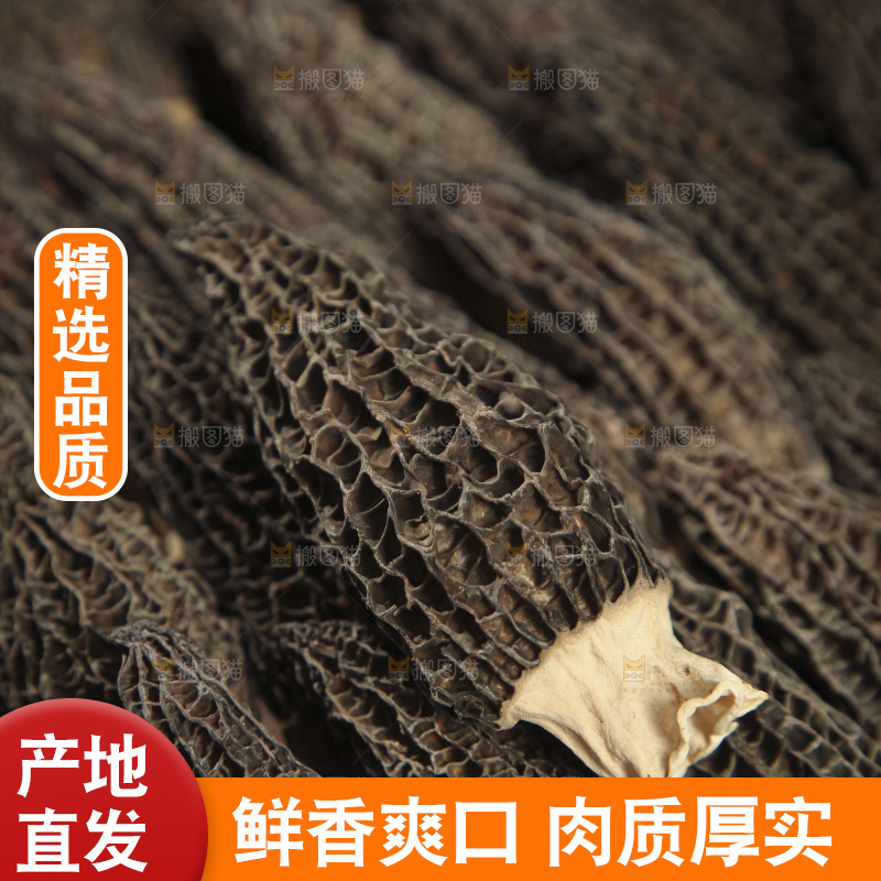 羊肚菌纹理