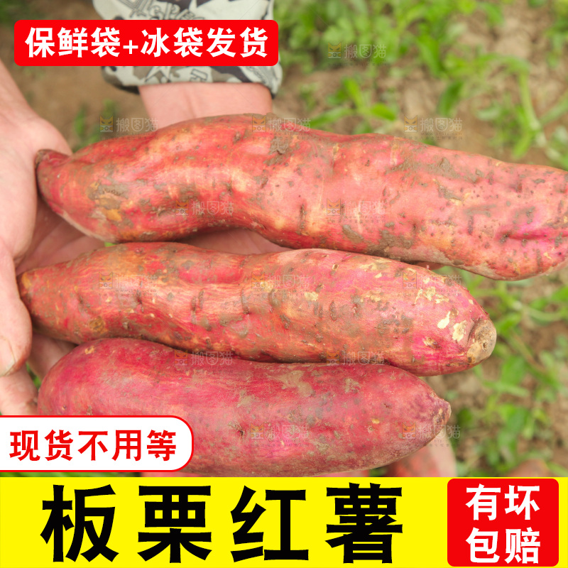 手里捧着陕西板栗薯
