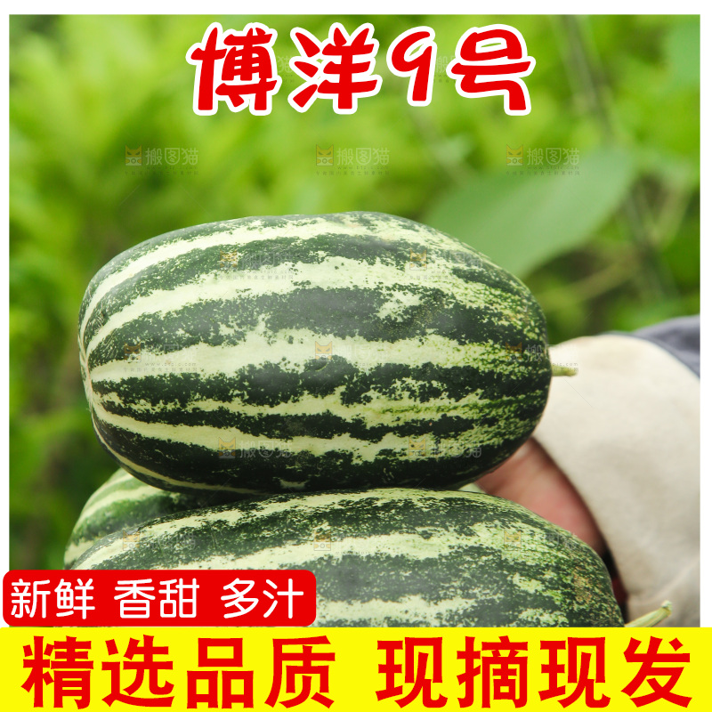手里捧着博洋9号
