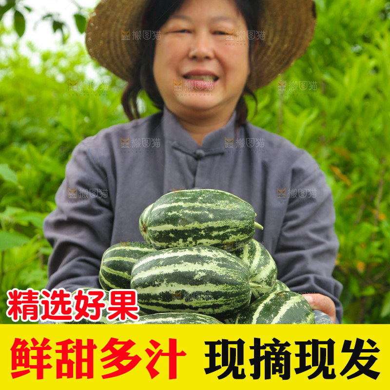 手里端着一篮博洋9号甜瓜
