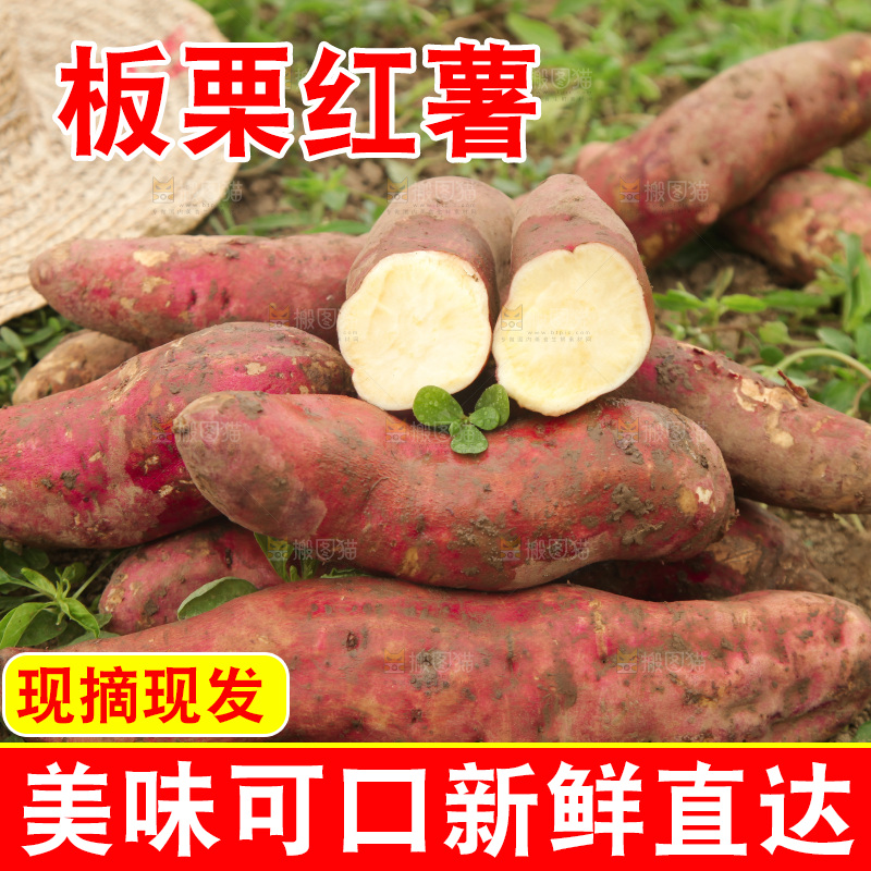 一堆白心板栗薯