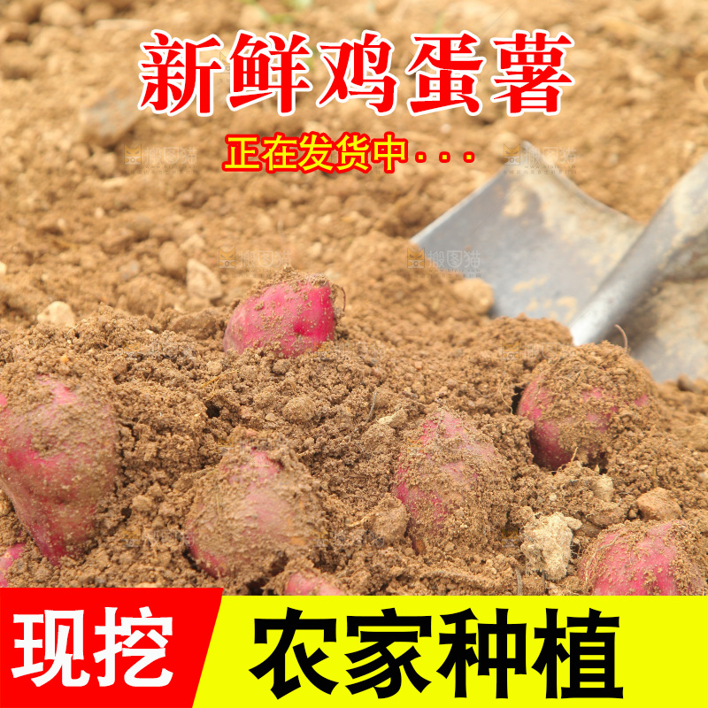 现挖鸡蛋薯