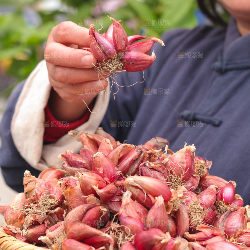 手里拿着香葱头