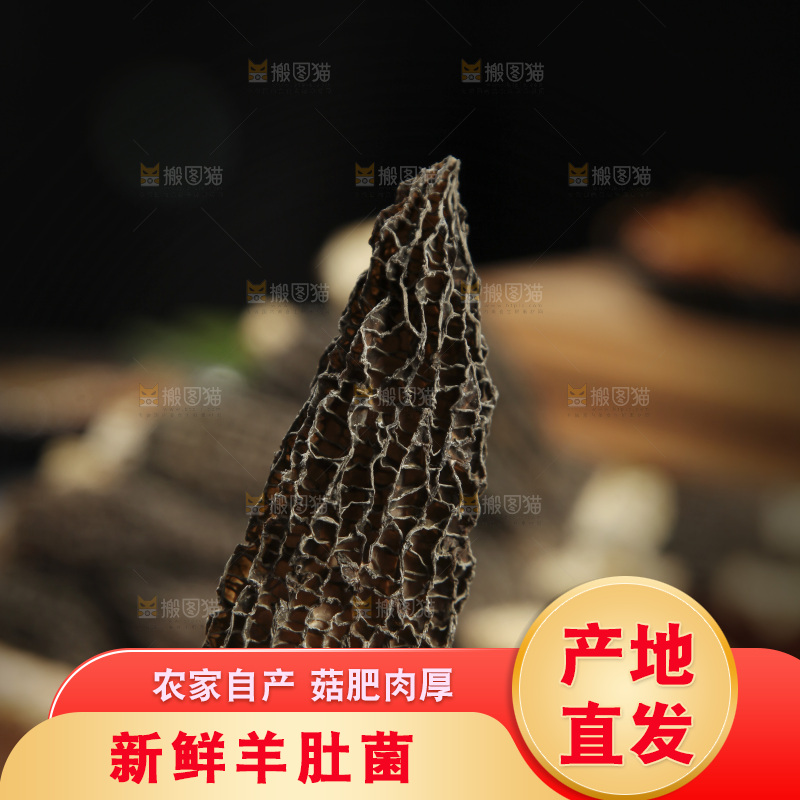 手里拿着羊肚菌