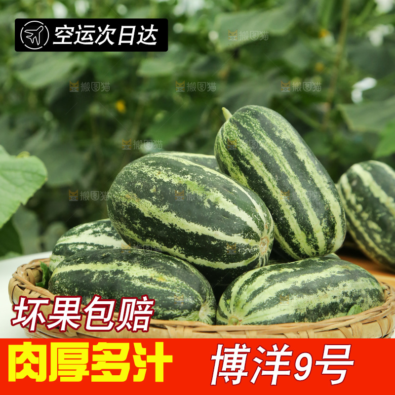 桌子上放着一篮博洋9号