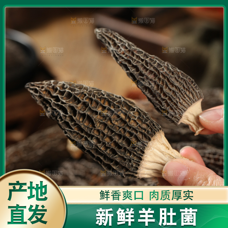 手里拿着羊肚菇