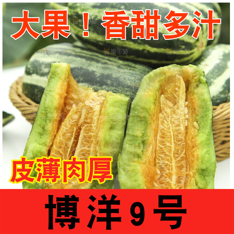桌子上放着博洋9号甜瓜