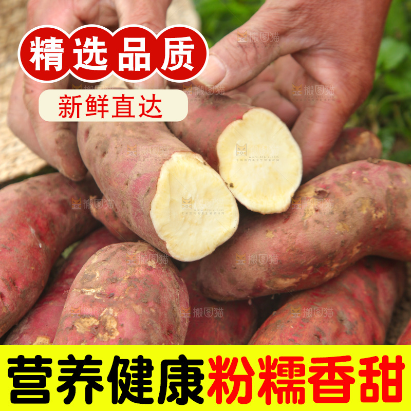 掰成两节的白心红薯