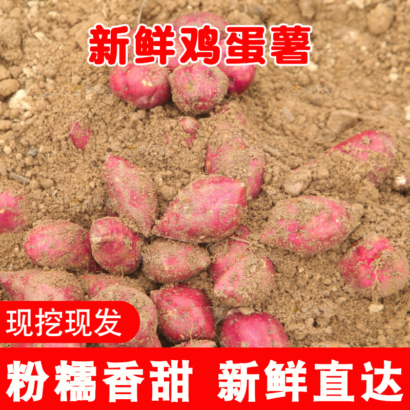 田地里的鸡蛋薯