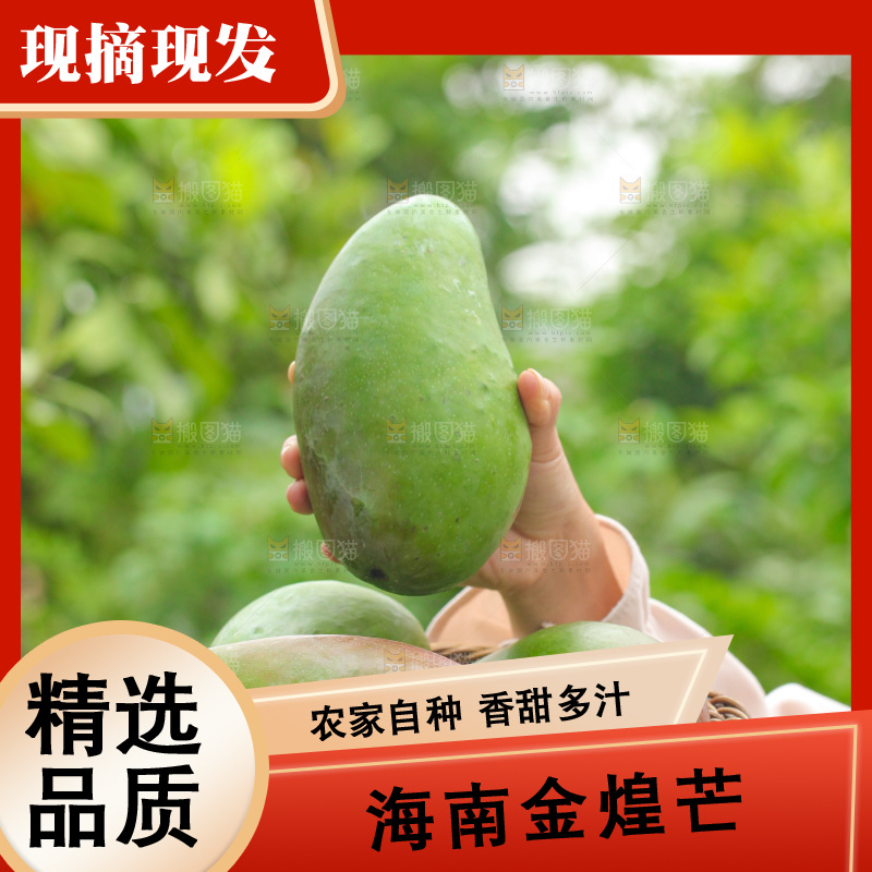 手里端着一篮青皮金煌芒