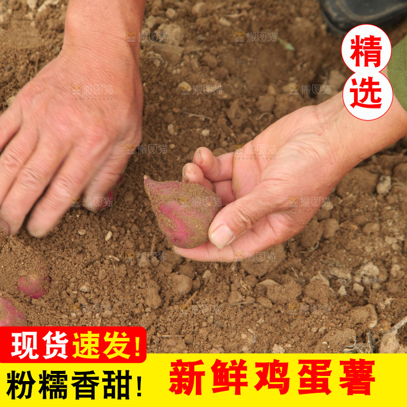 现挖鸡蛋薯