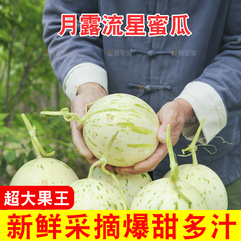 手里拿着月露蜜瓜