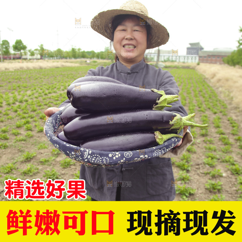手里端着一篮长茄子