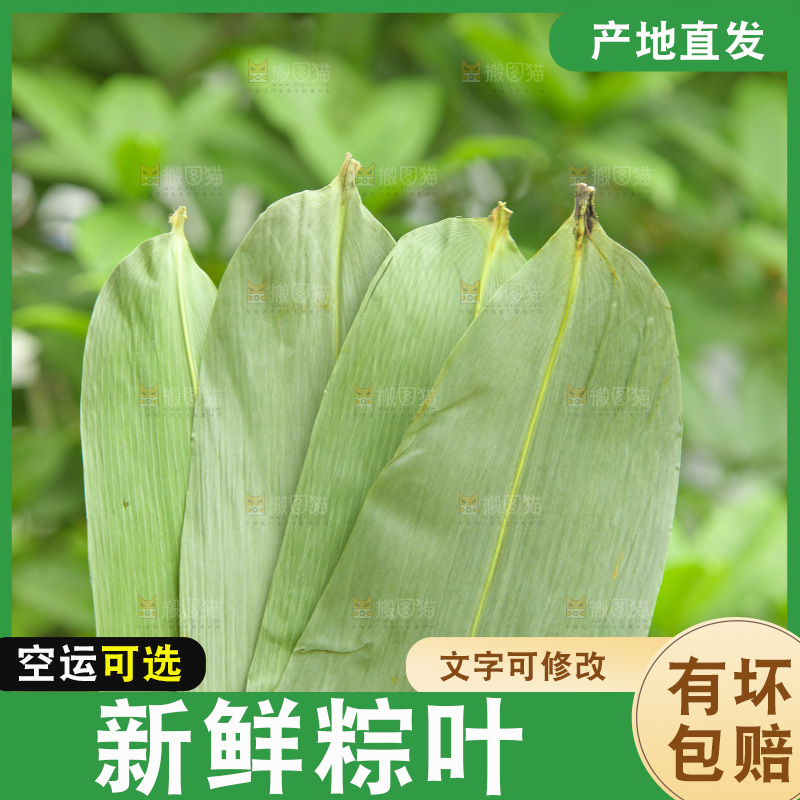 手里拿着粽叶