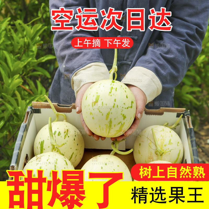 手里捧着流星蜜瓜