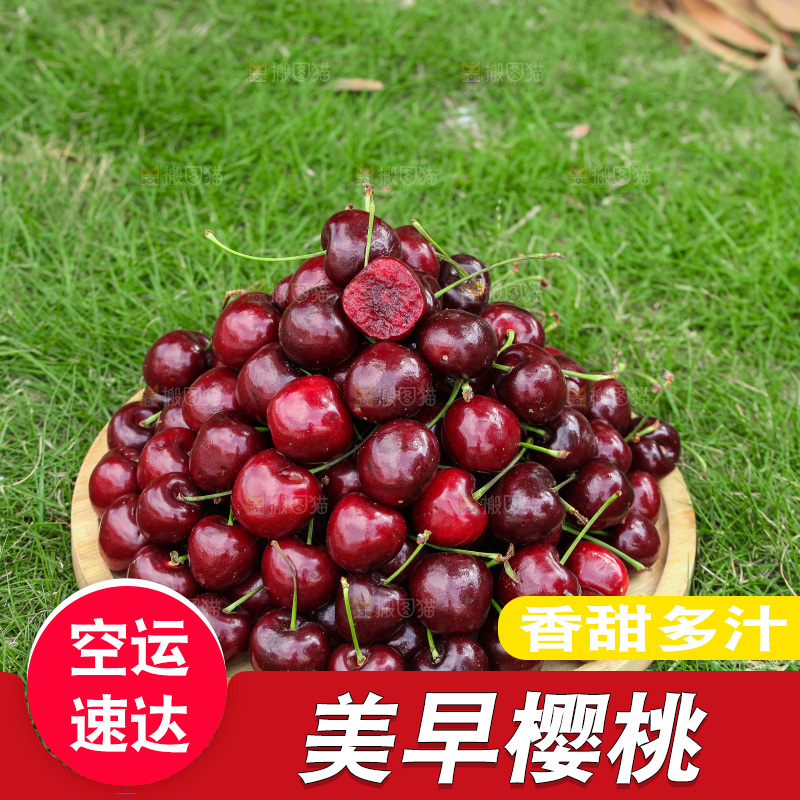一盘新鲜大樱桃