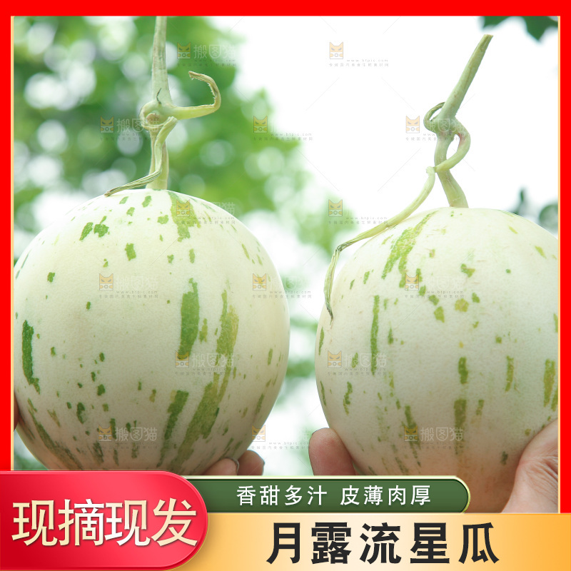 手里拿着月露流星蜜瓜