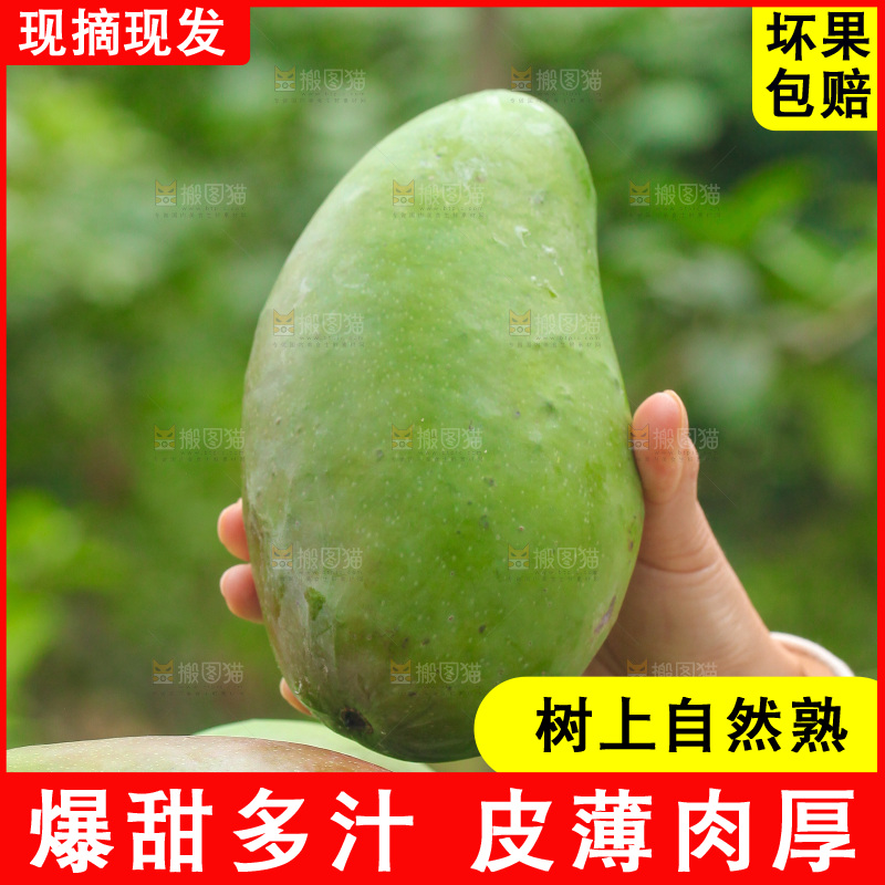 手里拿着大金煌芒