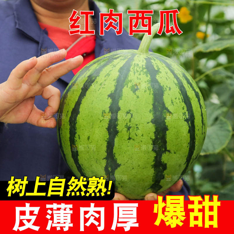 手里拿着个西瓜