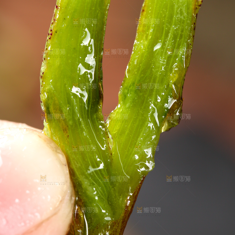 手里拿着石斛鲜条