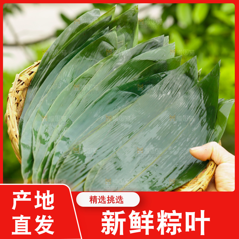 手里端着一篮新鲜粽叶