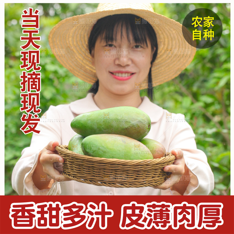 手里端着一篮青皮金煌芒