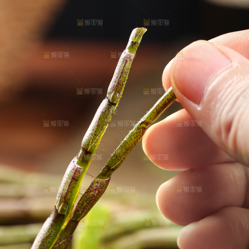 手里拿着石斛鲜条