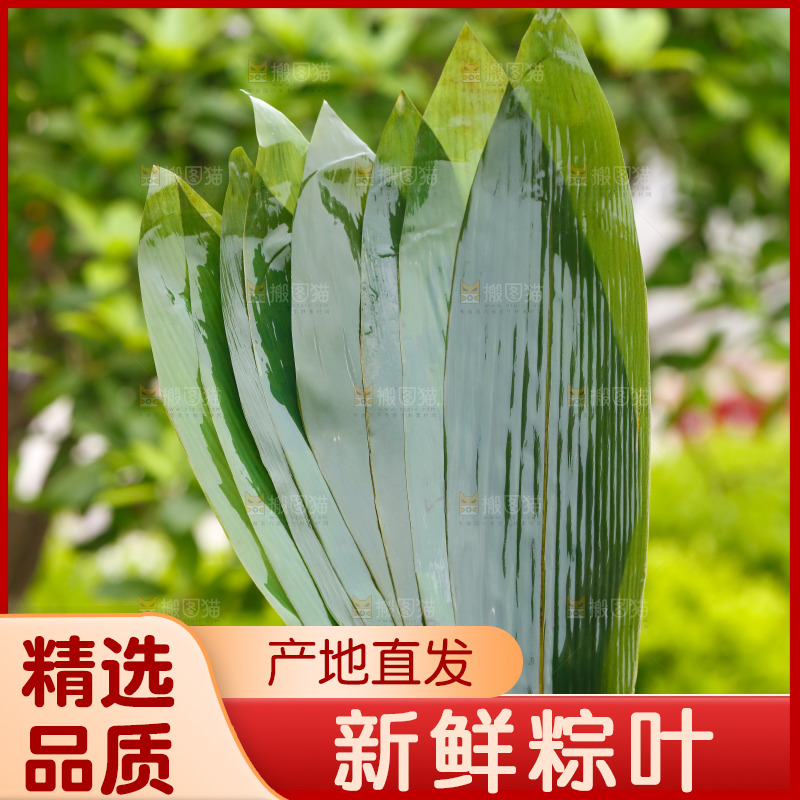手里拿着新鲜粽叶