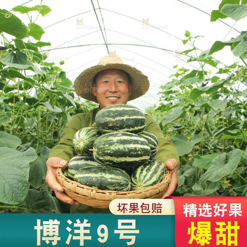 手里端着一篮博洋9号