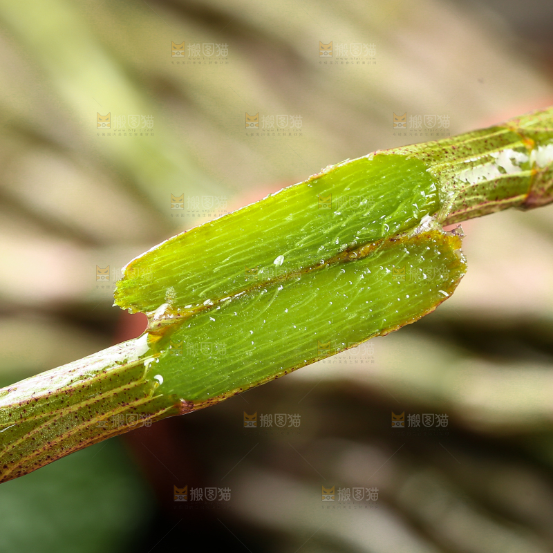 手里拿着新鲜石斛