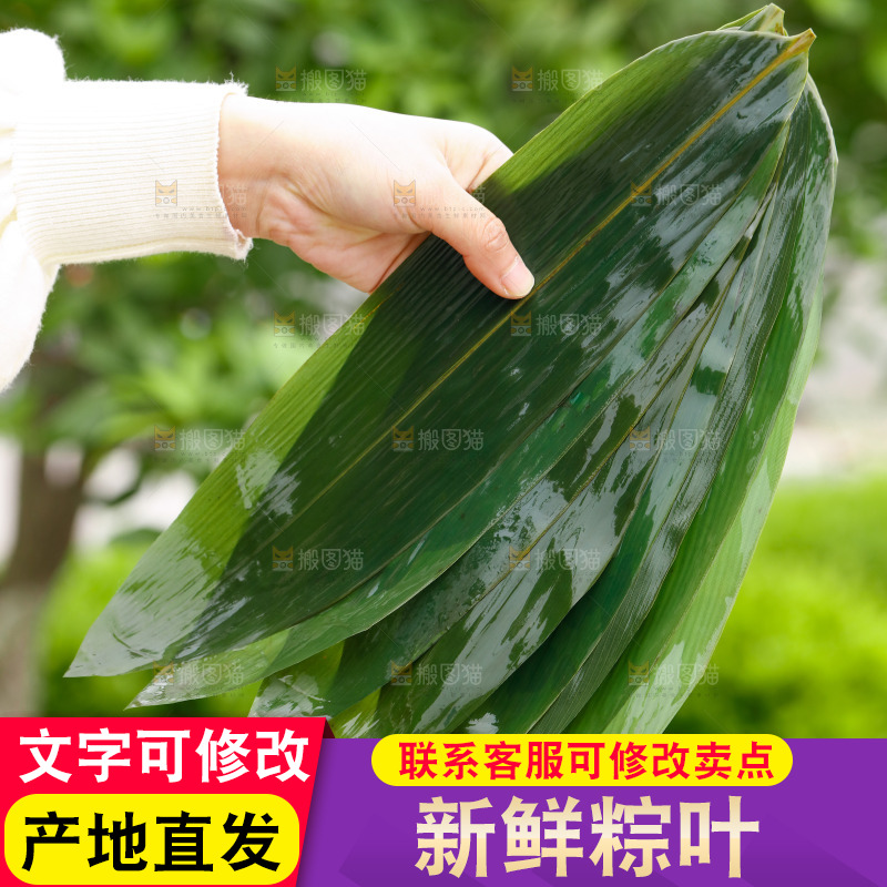 手里拿着新鲜粽叶