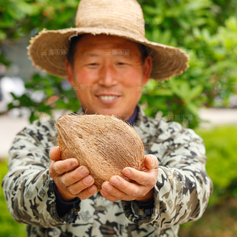 果农手里拿着老椰子