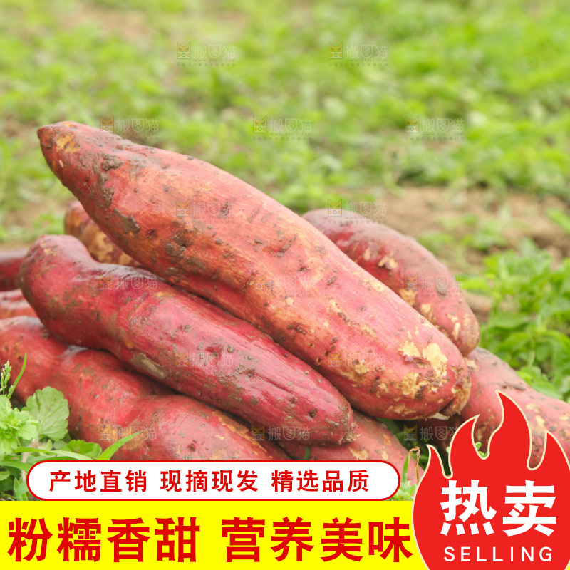 一堆新鲜板栗红薯