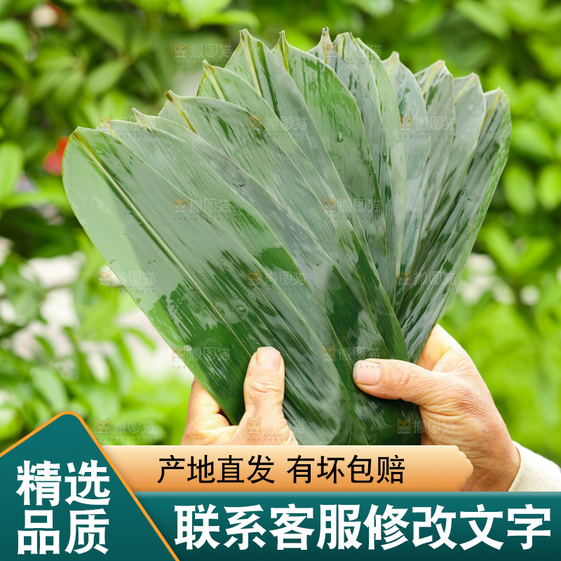 手里拿着新鲜粽叶