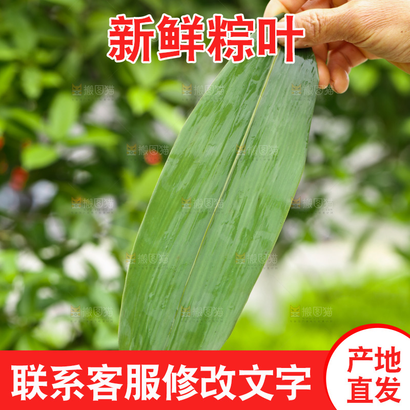 手里拿着新鲜粽叶