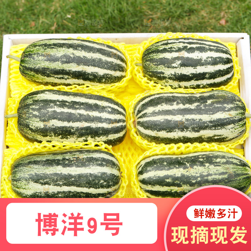 一箱博洋9号甜瓜