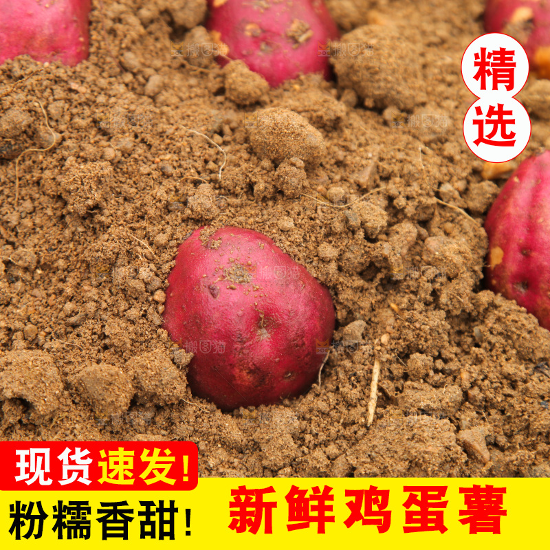 田地里的鸡蛋薯