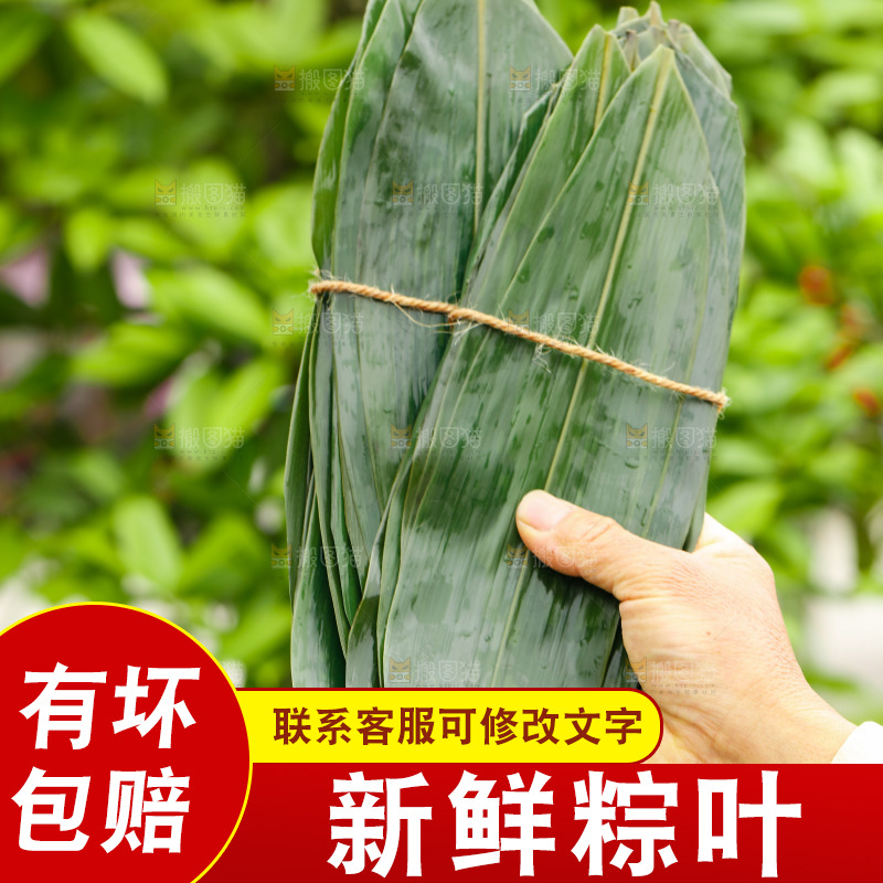 手拿着新鲜粽叶
