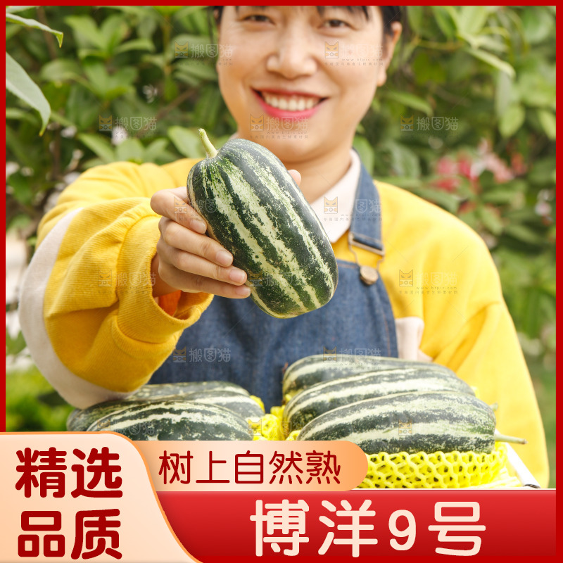 手里拿着博洋9号甜瓜