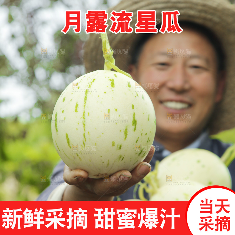 手里抱着月露流星瓜