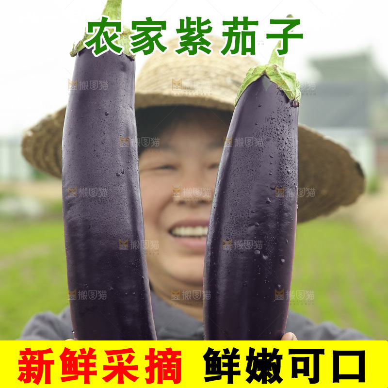 手里拿着紫皮茄子