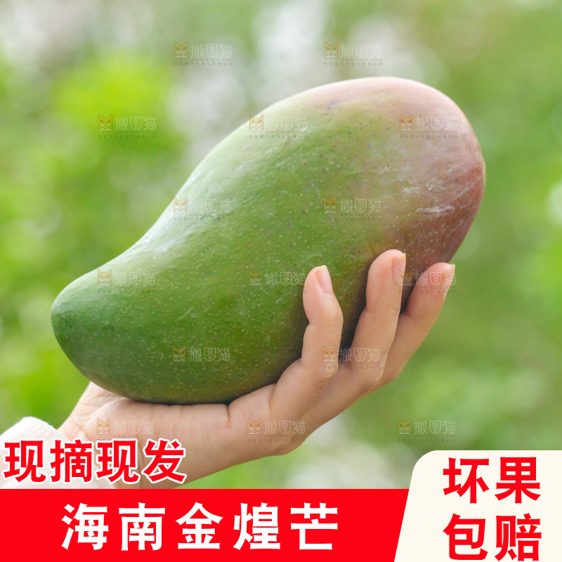 手里拿着大金煌芒