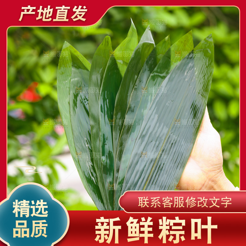 手里拿着新鲜粽叶