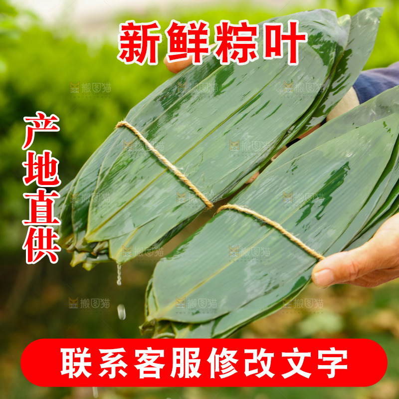 手拿着新鲜粽叶