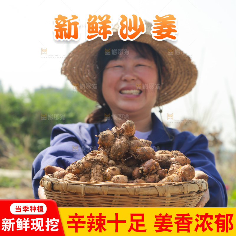 农田里女人手端着一篮新鲜沙姜