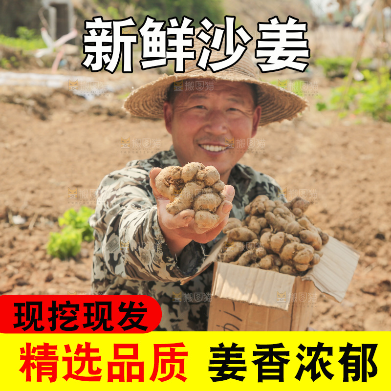 农田里农民手拿着一箱沙姜